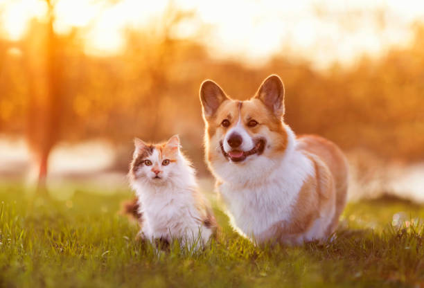 lindo perro y gato caminando en un soleado día de verano sobre hierba verde - pets friendship green small fotografías e imágenes de stock