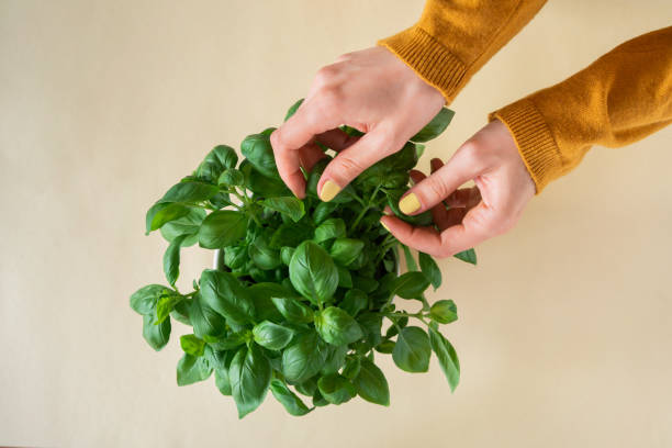 istock Woman picking basil leaves 1338925018
