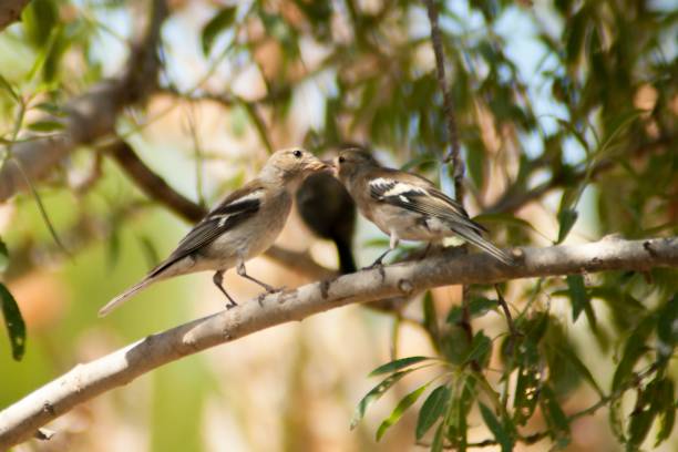 istock Birds in freedom and in their natural environment. 1338925270