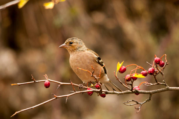 istock Birds in freedom and in their natural environment. 1338925297