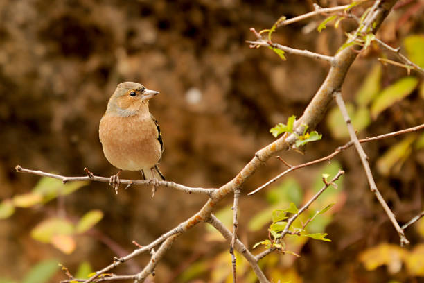 istock Birds in freedom and in their natural environment. 1338925322