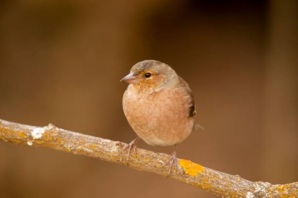istock Birds in freedom and in their natural environment. 1338925325