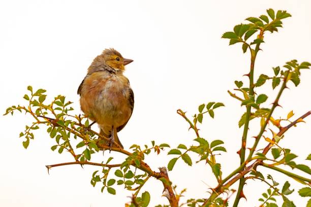 istock Birds in freedom and in their natural environment. 1338925341
