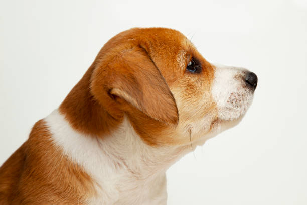 istock Dog Jack Russell Terrier puppy sad pleading look isolate on white. 1338927816