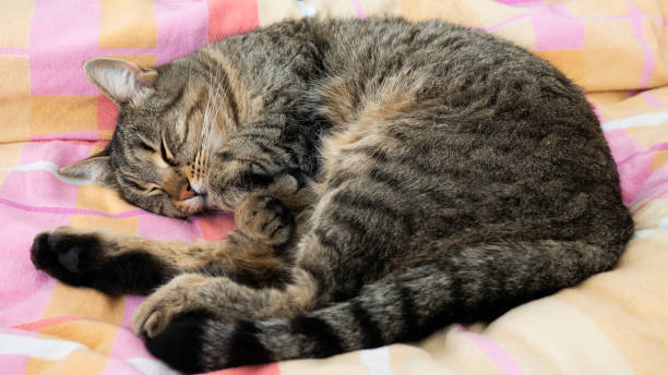 istock The cat sleeps on the bed. 1338928980