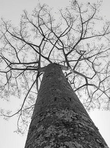 the leafless tree was photographed in the spring in the city of Itaúna, in the state of Minas Gerais, Brazil.