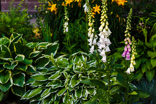 Flores de Digitalis Purpurea en el jardín. photo