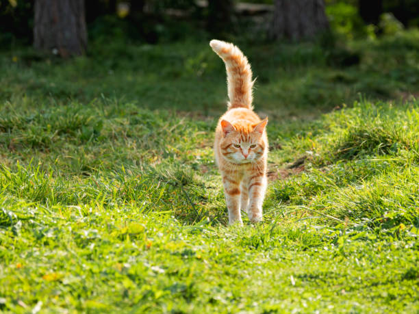 istock Cute ginger cat walks through grass in park. Free range cat watches its grounds at summer. 1338930192