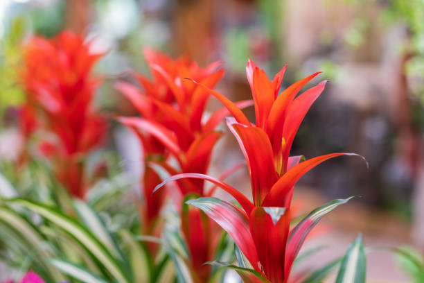 Red guzmania flowers in shallow depth of field
