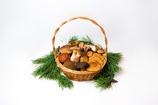 Wicker basket with forest edible porcino, honey mushrooms, imleria badia mushrooms surrounded by pine branches on a white background with copy space. Flat lay.