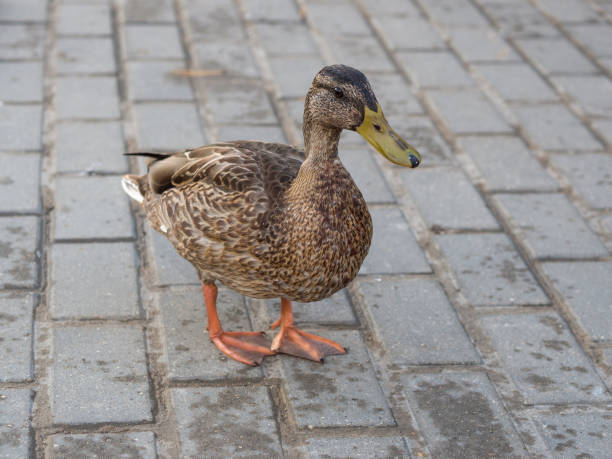 istock wild duck walks along the embankment close-up 1338932768