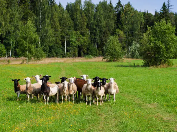 Photo of herd of goats and sheep in the meadow
