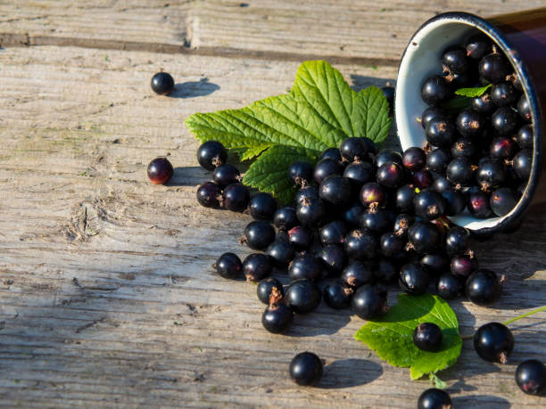 istock black currants in a mug and sprinkled on a wooden table with a place for text 1338932947