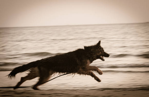 long-haired German Shepherd dog running along beach