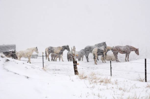 istock Horses in winter blizzard 1338934328