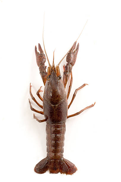 crayfish crayfish top view isolated on white crayfish animal stock pictures, royalty-free photos & images