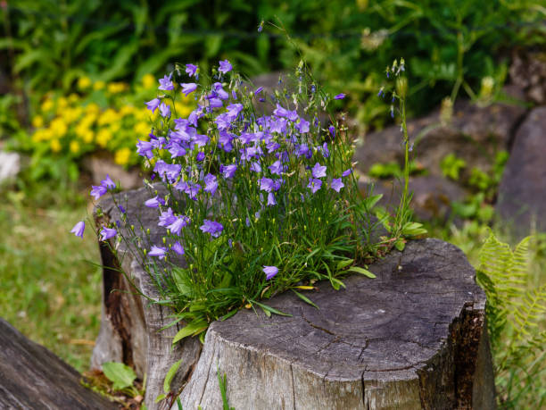 istock Blue flowers of Campanula rotundifolia. 1338934490