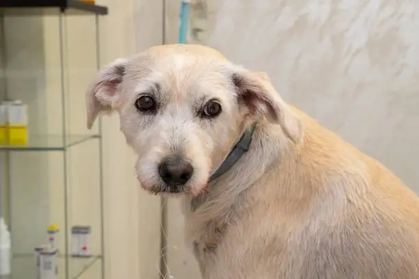 A dog waiting for treatment in a veterinary clinic. It swallowed a fishing hook, and the line is coming out of its mouth, as well as some blood.