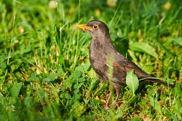 istock Common blackbird with worms in his beak 1338936863