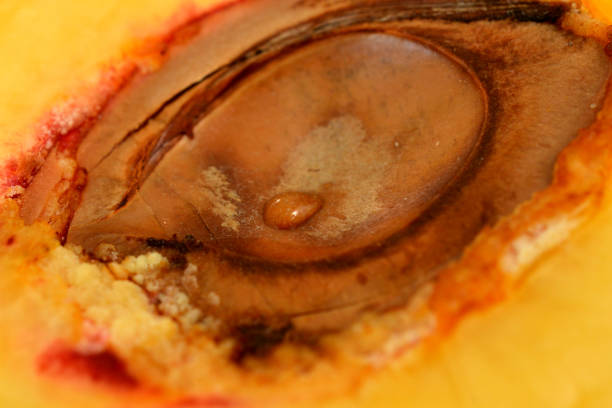 peach seed and drop of water
