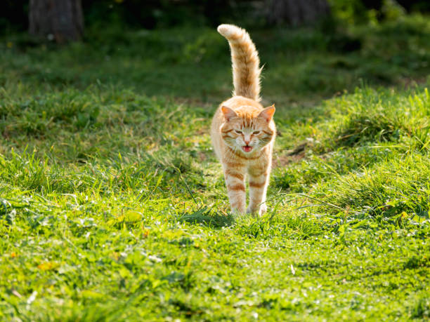 istock Cute ginger cat walks through grass in park. Free range cat watches its grounds at summer. 1338937853