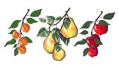 istock Set of three branches with apples, pears and apricots in cartoon style. 1338938049