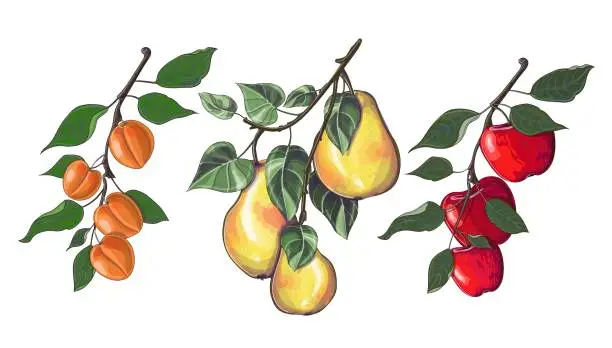 Vector illustration of Set of three branches with apples, pears and apricots in cartoon style.