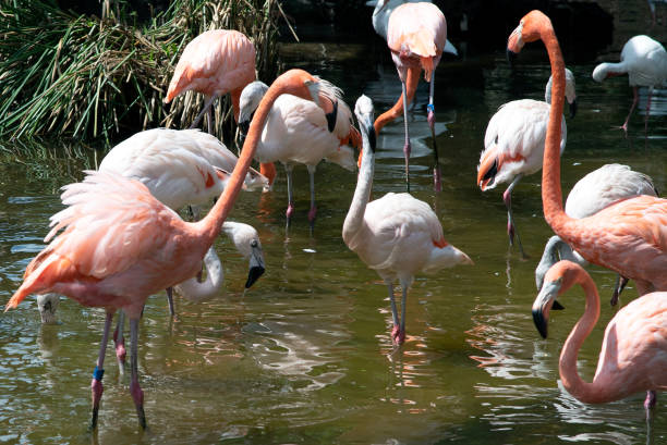 istock PINK FLAMINGOS IN GROUP 1338938088