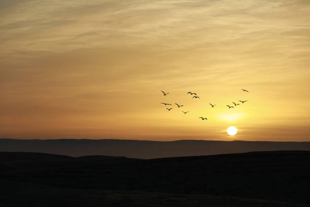istock Birds flying on sunset sky and cloud abstract background. 1338938259