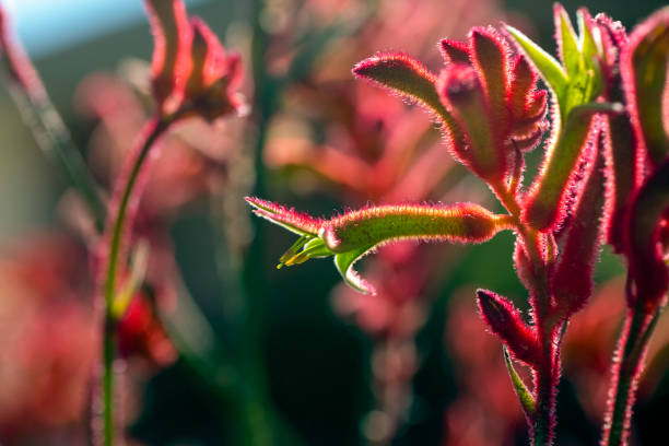 Closeup red Kangaroo Paw buds and flowers in sunlight, macro photography, background with copy space stock photo