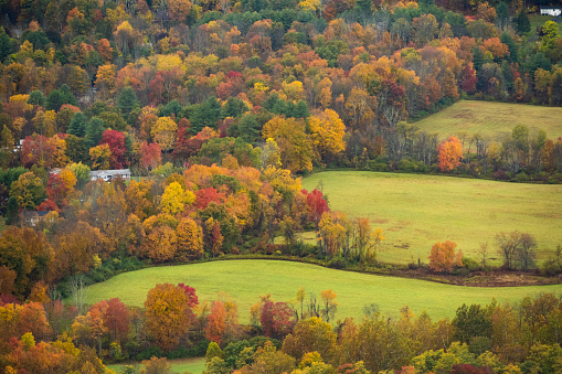 Trees with autumn leaves surrounded by green fields viewed from a high angle view point in the Catskill Mountains region of upstate New York, USA.