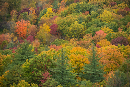 Trees with autumn leaves are viewed from a high angle view point in the Catskill Mountains region of upstate New York, USA.