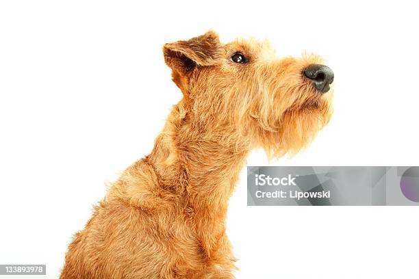 Purebred Irish Terrier Stockfoto und mehr Bilder von Behaart - Behaart, Braun, Domestizierte Tiere