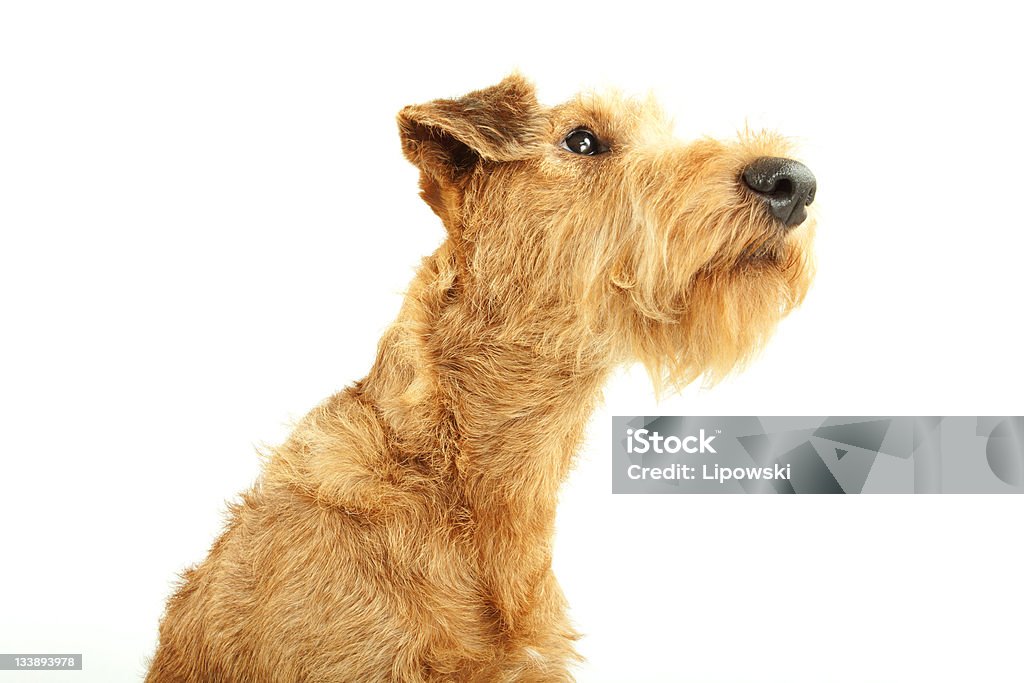 Terrier irlandés de pura raza - Foto de stock de Alegre libre de derechos