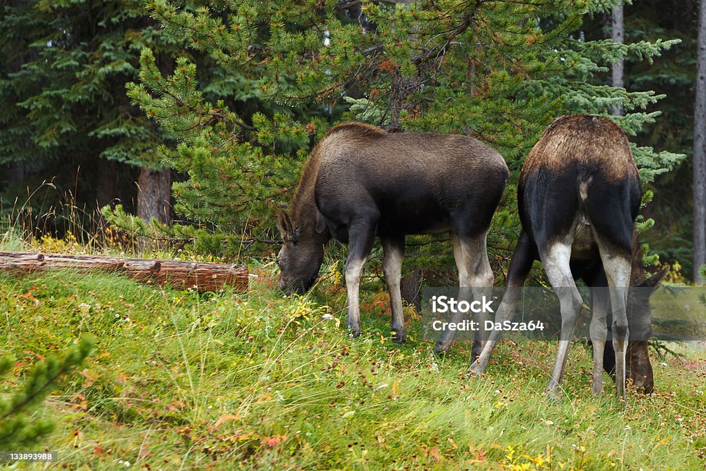 Moose - Lizenzfrei Elch Stock-Foto