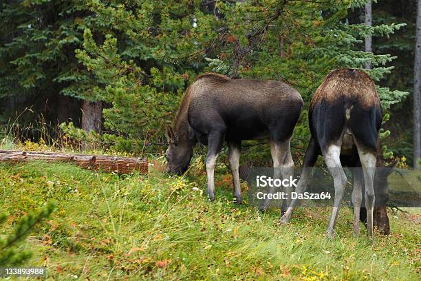 Moose Stockfoto und mehr Bilder von Elch - Elch, Fotografie, Füttern