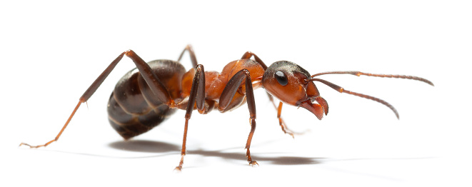 Ant