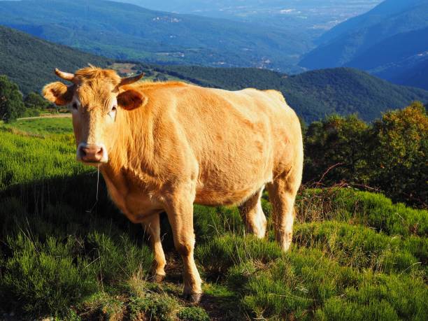 istock Animal Farm on the mountain 1338940841