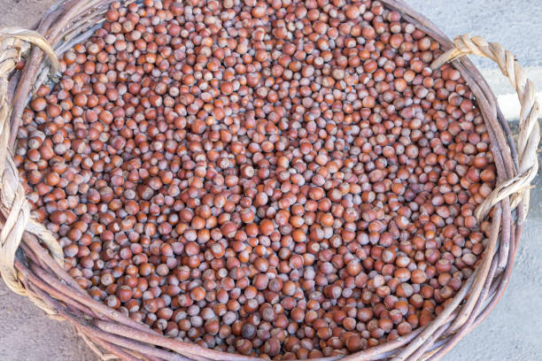 istock hazelnuts in a large wicker basket close-up 1338940879