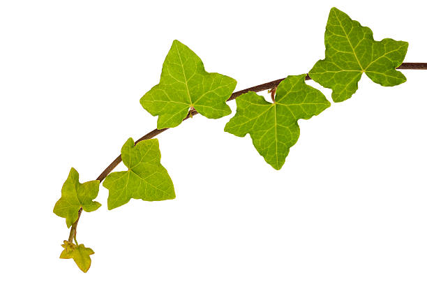 istock Branch of ivy 133894093