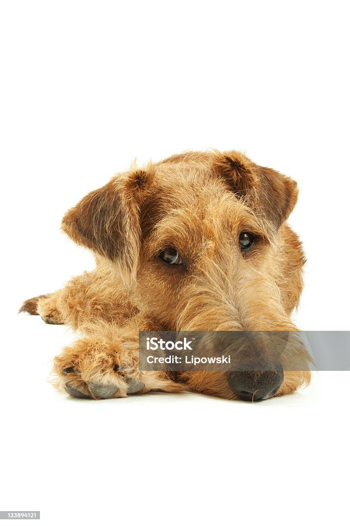 Purebred Irish Terrier Purebred dog Irish Terrier five months old lying on a white background, focused on eyes Animal Stock Photo