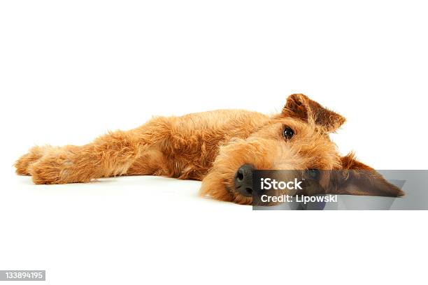 Di Razza Irish Terrier - Fotografie stock e altre immagini di Cagnolino - Cagnolino, Sdraiato su un fianco, Sfondo bianco