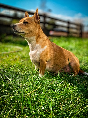 Picture of a dog sitting on the lawn enjoying the sunshine. The dog is crossed between a Jack Russell and a Chihuahua.