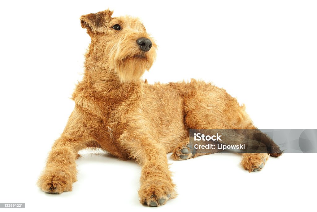 Puro Terrier Irlandês - Royalty-free Cão Foto de stock