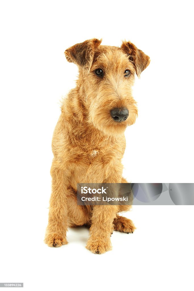 Purebred Irish Terrier - Lizenzfrei Braun Stock-Foto