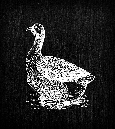 Antique old French engraving illustration: Toulouse goose