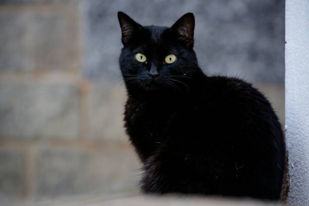 istock The scaly cat has a black and orange colored coat, so it can also be known as the turtle cat. 1338943352