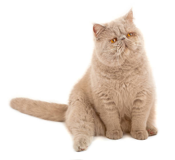 이국적이다 줄임말입니다 스타일의 자본가. - animal fur domestic cat persian cat 뉴스 사진 이미지