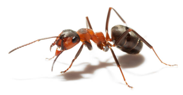 Ant Ant ant photos stock pictures, royalty-free photos & images