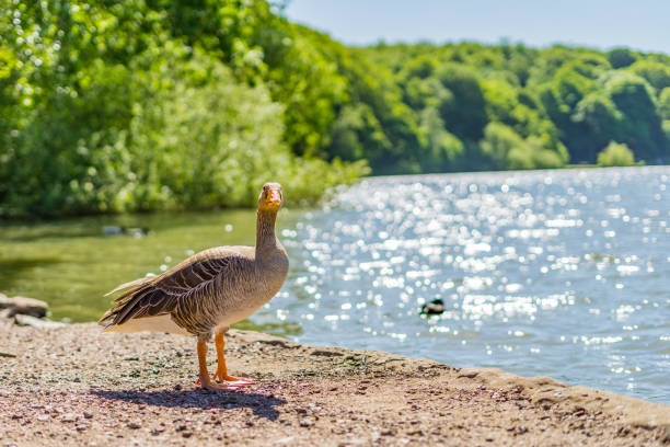 istock Duck on the sand lake bank 1338945294